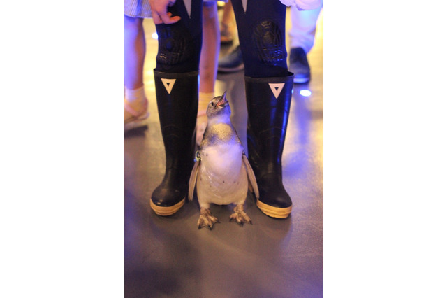 【夏休み】すみだ水族館の赤ちゃんペンギン「たいこ」がプールデビュー 画像