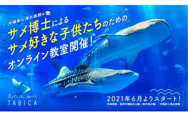 美ら海水族館のサメ博士らによるオンライン教室6/26より 画像