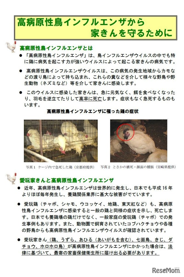 東京都教育委員会：高病原性鳥インフルエンザから家きんを守るために