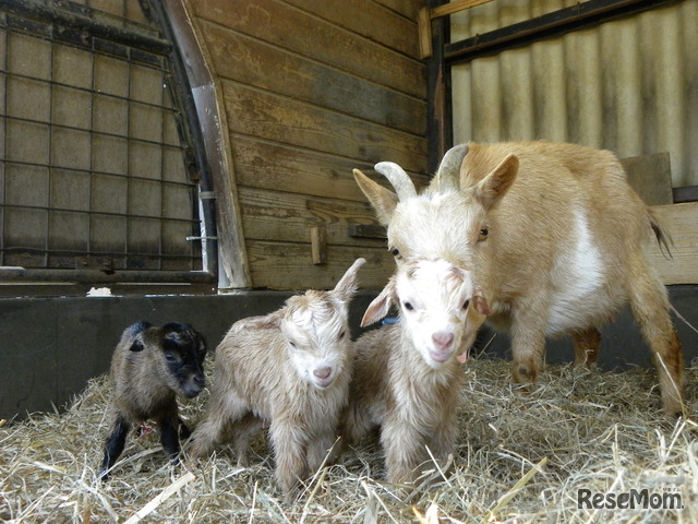 ヤギの三つ子の赤ちゃん（2017年3月4日撮影）　画像提供：埼玉県こども動物自然公園