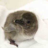 マゼランペンギンの赤ちゃん（生後13日目）　画像提供：すみだ水族館