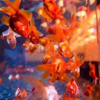 「お江戸の金魚ワンダーランド」　展示されている金魚　リュウキン