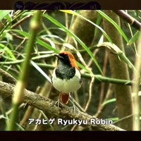 344種類の野鳥、500本の動画を収録