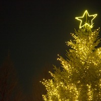 明治学院大学　白金キャンパス・ツリーの上には大きな星が点灯