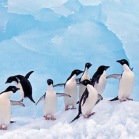 「南極＆北極展」イメージ