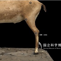 動物の1.股関節、2.膝関節、3.足首の位置を示している