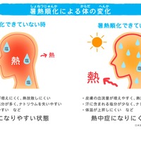 暑熱順化による体の変化