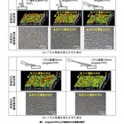理研と東京都市大、抗菌処理など可能な金属表面の加工技術を開発 画像