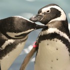ペンギンも恋する季節、すみだ水族館でバレンタインイベント1/30-3/14 画像