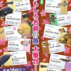 さいたま水族館に「おもしろ名前」の魚が大集合4/16-6/19 画像