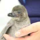 すみだ水族館でペンギンの赤ちゃん誕生、お披露目＆名前募集中 画像