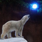限定企画盛りだくさん、天王寺動物園「ハロウィンナイトZOO」10/29・30 画像