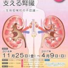 東大医学部、企画展「縁の下で身体を支える腎臓」開催中 画像