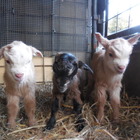 ヤギの三つ子赤ちゃん誕生、埼玉こども動物自然公園で公開中 画像