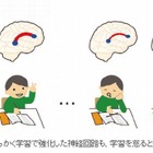 英語学習で右脳拡大、継続すれば脳発達を維持