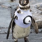 旭山動物園の動物をスマホでライブ視聴、ペンギン目線の世界も