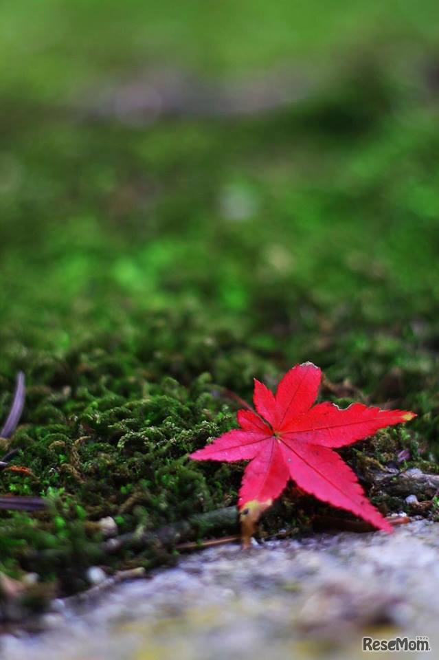 紅葉は、「理科の勉強になるから」「入試で出るから」と意気込まなくても、一緒に美しく染まった葉を見るだけでも楽しい。　撮影：浜田尚志