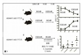 慶應医学部、アトピー性皮膚炎の原因を解明 画像