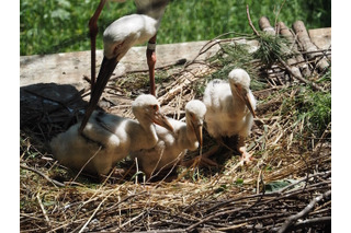 埼玉こども動物自然公園、念願のニホンコウノトリのヒナ3羽誕生 画像