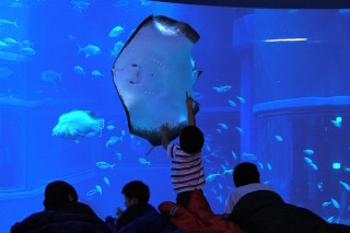 ジンベイザメとおとまり体験…海遊館の未就学児向けイベント 画像