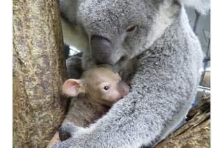 お名前投票受付け中、コアラの赤ちゃん2頭…こども動物自然公園 画像