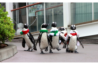 ちょこちょこ歩きのクリスマスペンギンパレード…シーパラ12/25まで 画像