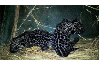 ぬいぐるみのような愛らしさ、ジャガーの赤ちゃん2頭が天王寺動物園で誕生 画像