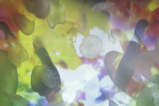すみだ水族館×蜷川実花のクラゲコラボ、トンネルを抜け幻想的な世界へ 画像