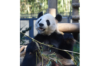 上野動物園、パンダの繁殖に向けた準備を開始 画像