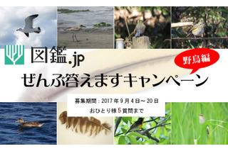 野鳥の名前、ぜんぶ答えます…「図鑑.jp」が9/20まで質問募集 画像