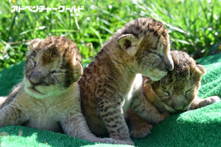 アドベンチャーワールドにライオンの三つ子の赤ちゃんが誕生 画像