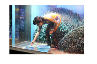 水槽の水を全部抜く、春の「水槽ピカピカ大作戦」サンシャイン水族館 画像