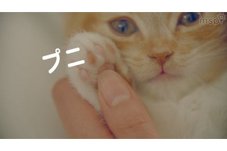 2/22は猫の日、いやしの子猫と「プニプニ探しのたび」 画像