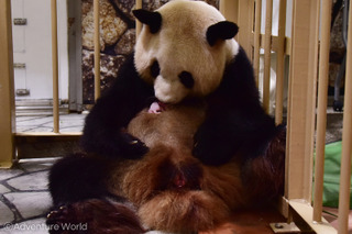 わずか75g、ジャイアントパンダの赤ちゃん誕生…和歌山 画像