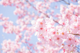 新型コロナによる花見の経済損失は約2,534億円…関西大 画像
