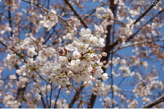 見ごろを迎えた桜…上野公園、横浜元町・山手など 画像