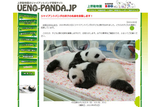 上野動物園、パンダの双子赤ちゃん名前募集 画像