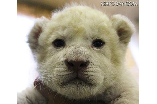 ホワイトライオンの赤ちゃんの名前募集、母親は「メープル」 画像