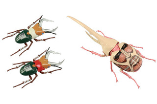 自由研究シリーズ「進撃の巨人」昆虫プラモデル登場 画像