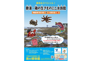 【夏休み2024】千葉県「海の博物館」磯の生きものミニ水族館7/13-9/1…観察会も 画像