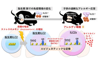 妊娠中の喘息・子供の喘息悪化のメカニズム解明…九州大 画像