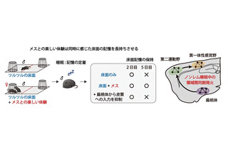 楽しい体験は睡眠中に脳の協調性を高める…理研ら研究 画像