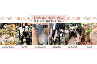 伊豆シャボテン動物公園でベビーラッシュ…カピバラなど 画像