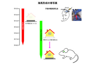 東京医科大、脳の記憶中枢形成の謎を解明…発達障害など原因究明に期待 画像