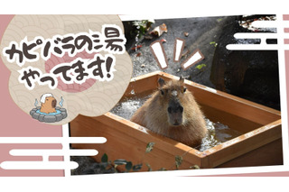 カピバラが温泉でリラックス「群馬サファリパーク」動物福祉も学ぶ 画像