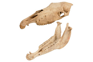 大阪市立自然史博物館、干支にちなんだ「午年展」1/16-25 画像