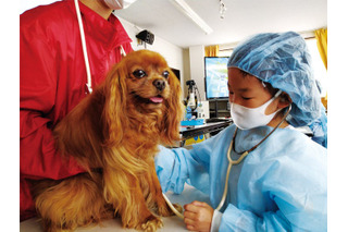 小学生対象「獣医さん体験スクール」愛知4/11-12 画像