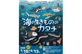 【夏休み2026】みなと科学館「海の生きもののカタチ」企画展9/13まで…実寸大エイも 画像