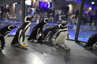 【GW】ペンギンが観覧スペースを自由に行動、すみだ水族館 画像