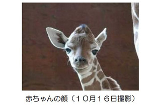 こども自然動物園にキリンの赤ちゃん誕生、11/9まで名前募集 画像